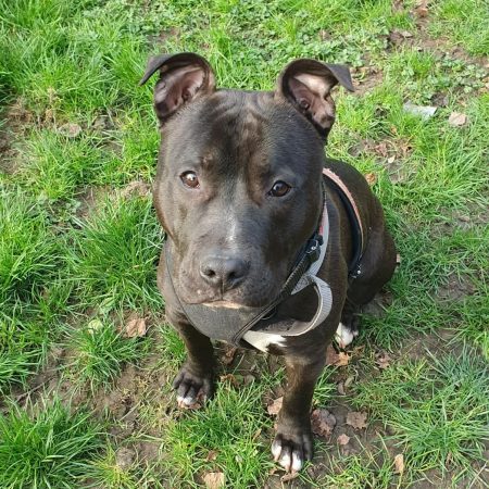 Rocky dans le jardin
