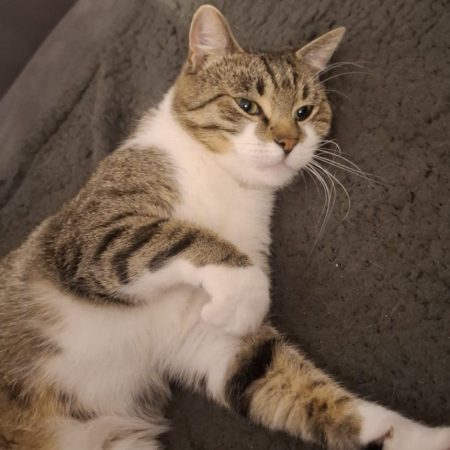 caillou