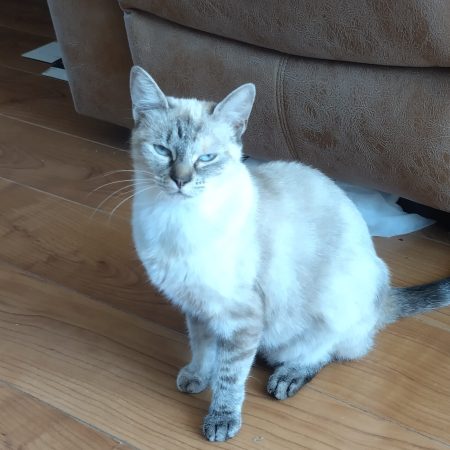 lady