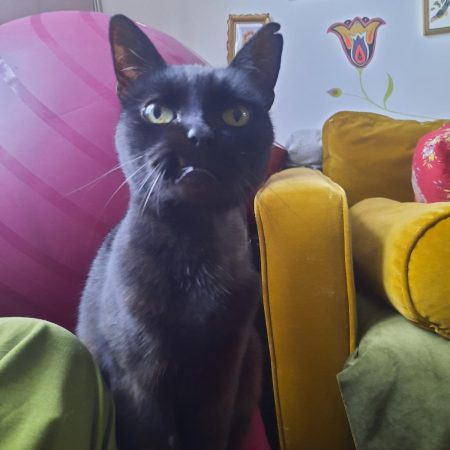 mishka