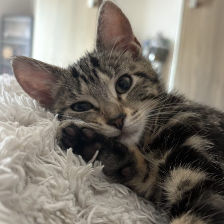 tia